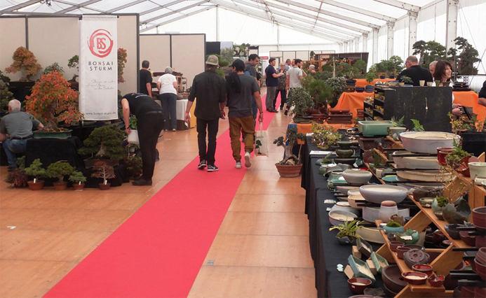 Bonsai extraordinaire!